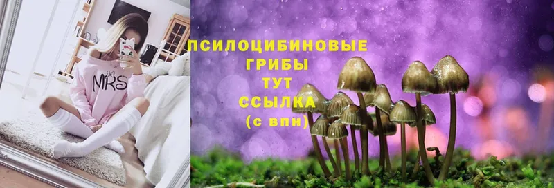 Галлюциногенные грибы Psilocybine cubensis  Астрахань 